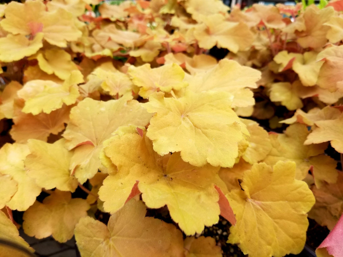 1200 Mixed Colors CORAL BELLS HEUCHERA Shade Flower Seeds
