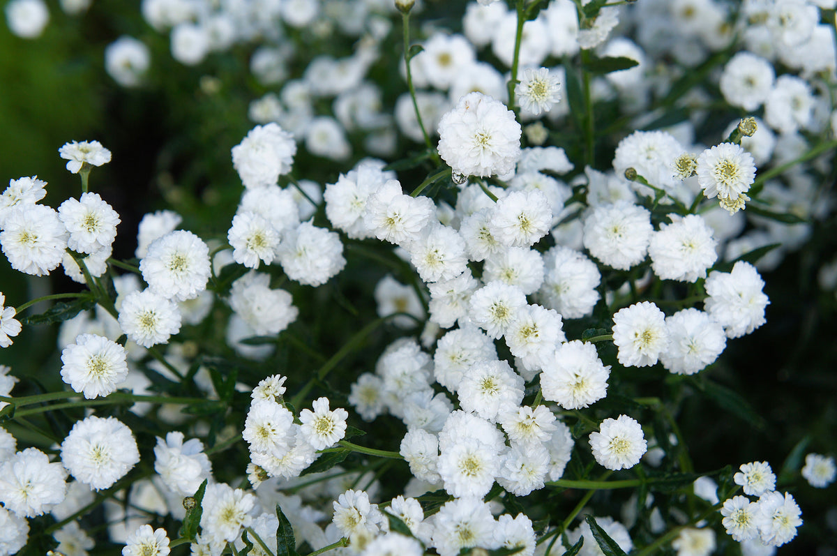 150 PEARL YARROW White Double Achillea Ptarmica Herb Flower Seeds