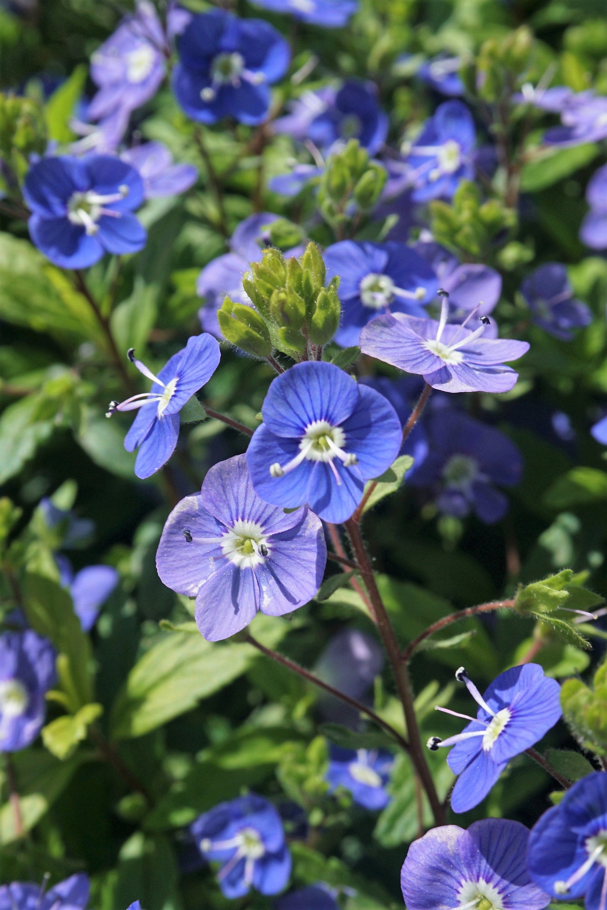 25 CREEPING BLUE SPEEDWELL Veronica Repens Groundcover Flower Seeds