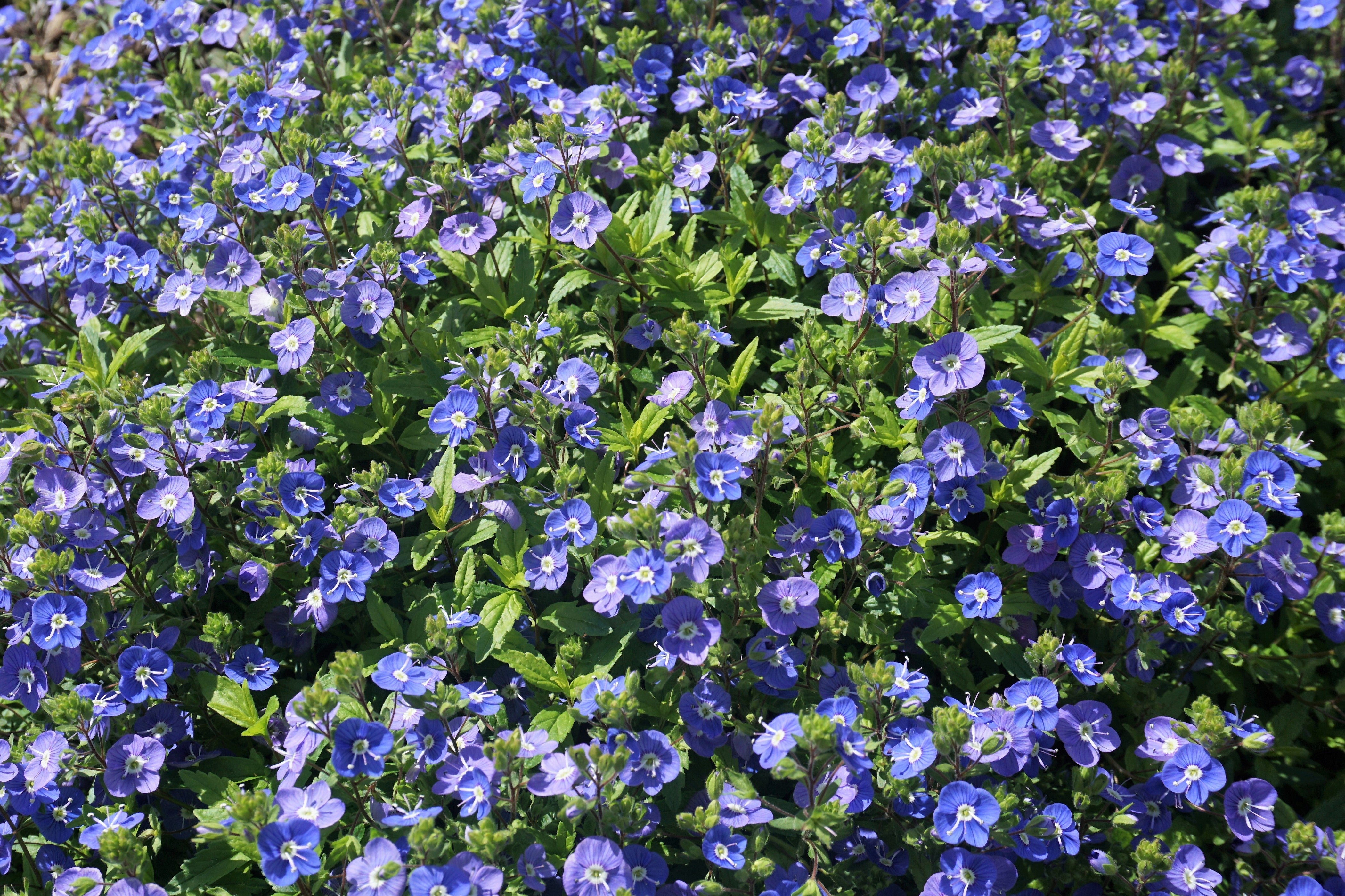 25 CREEPING BLUE SPEEDWELL Veronica Repens Groundcover Flower Seeds