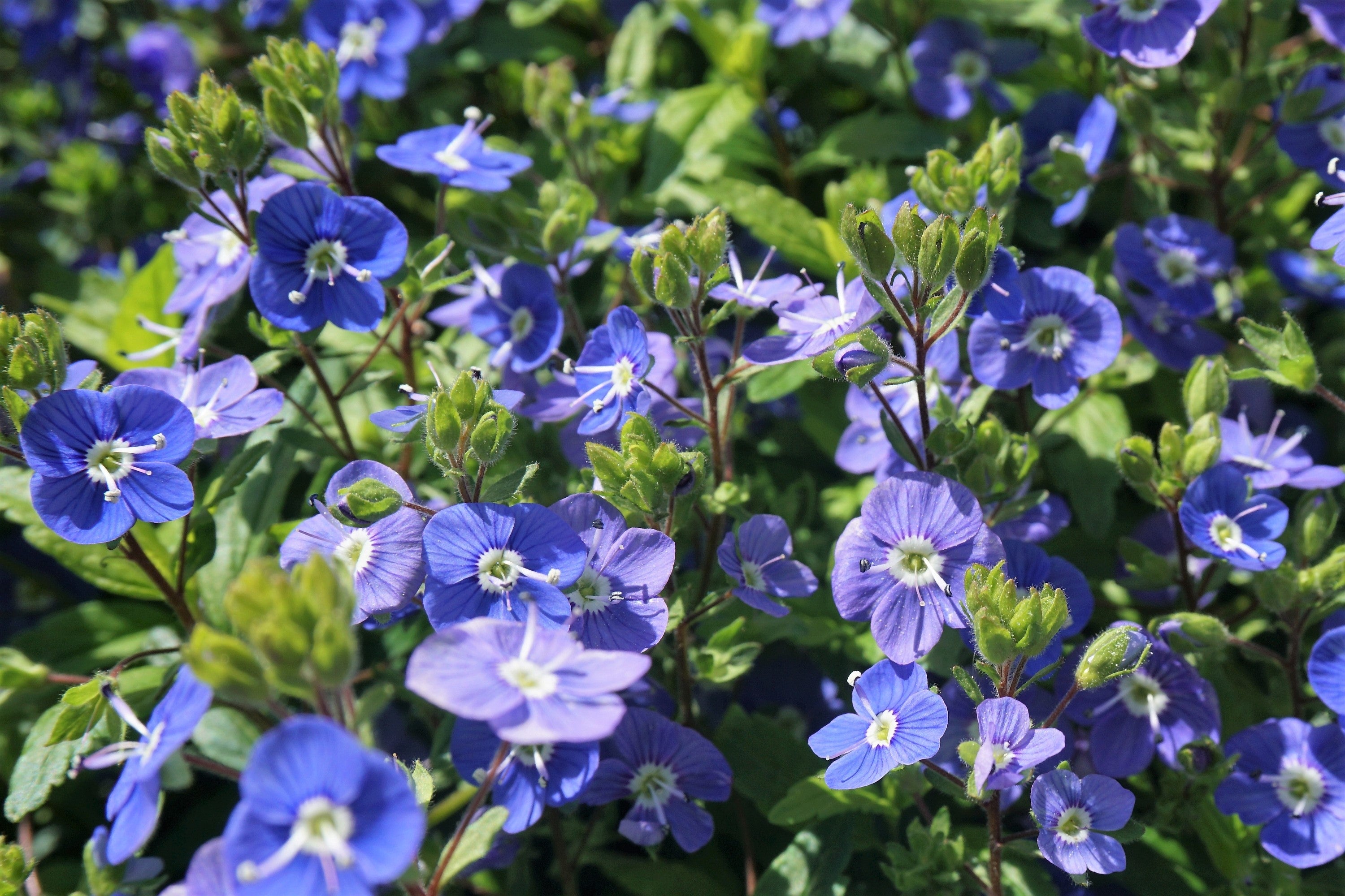 25 CREEPING BLUE SPEEDWELL Veronica Repens Groundcover Flower Seeds