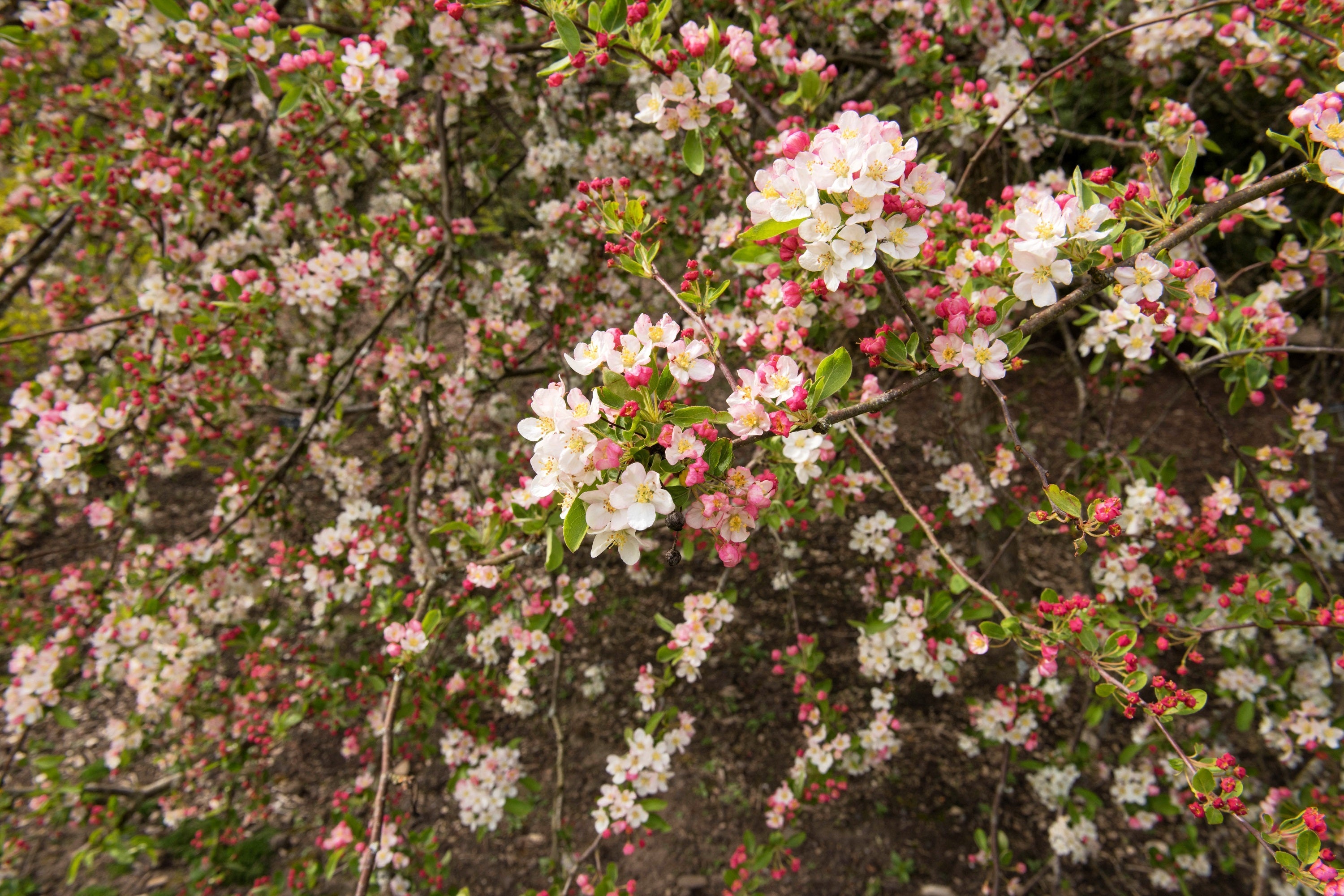 30 Sargent CRAB APPLE Shrub Hummingbird Flower White Red Malus Sargentii Seeds