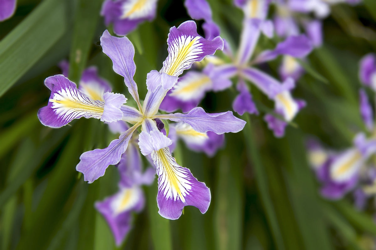20 Blue & Purple OREGON IRIS ( Tough-Leaf Iris ) Iris Tenax Flower Seeds