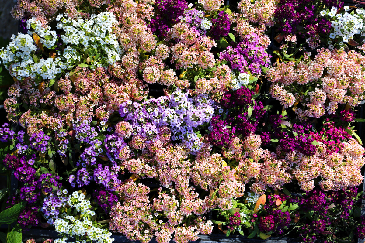 50 Easter Bonnet PEACH ALYSSUM Lobularia Maritima Hummingbird Flower Seeds