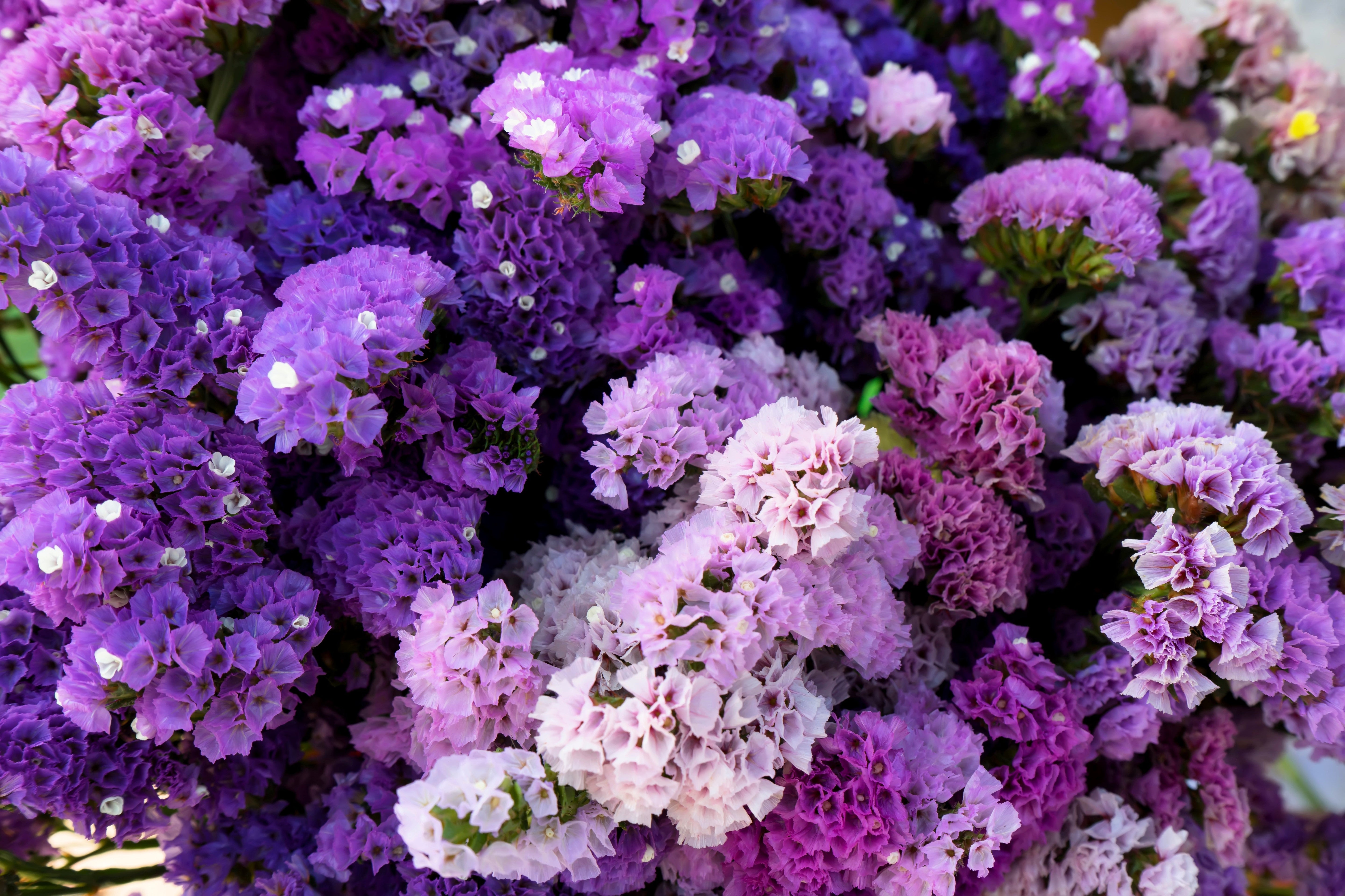 50 Purple STATICE / SEA LAVENDER Limonium Sinuatum Flower Seeds