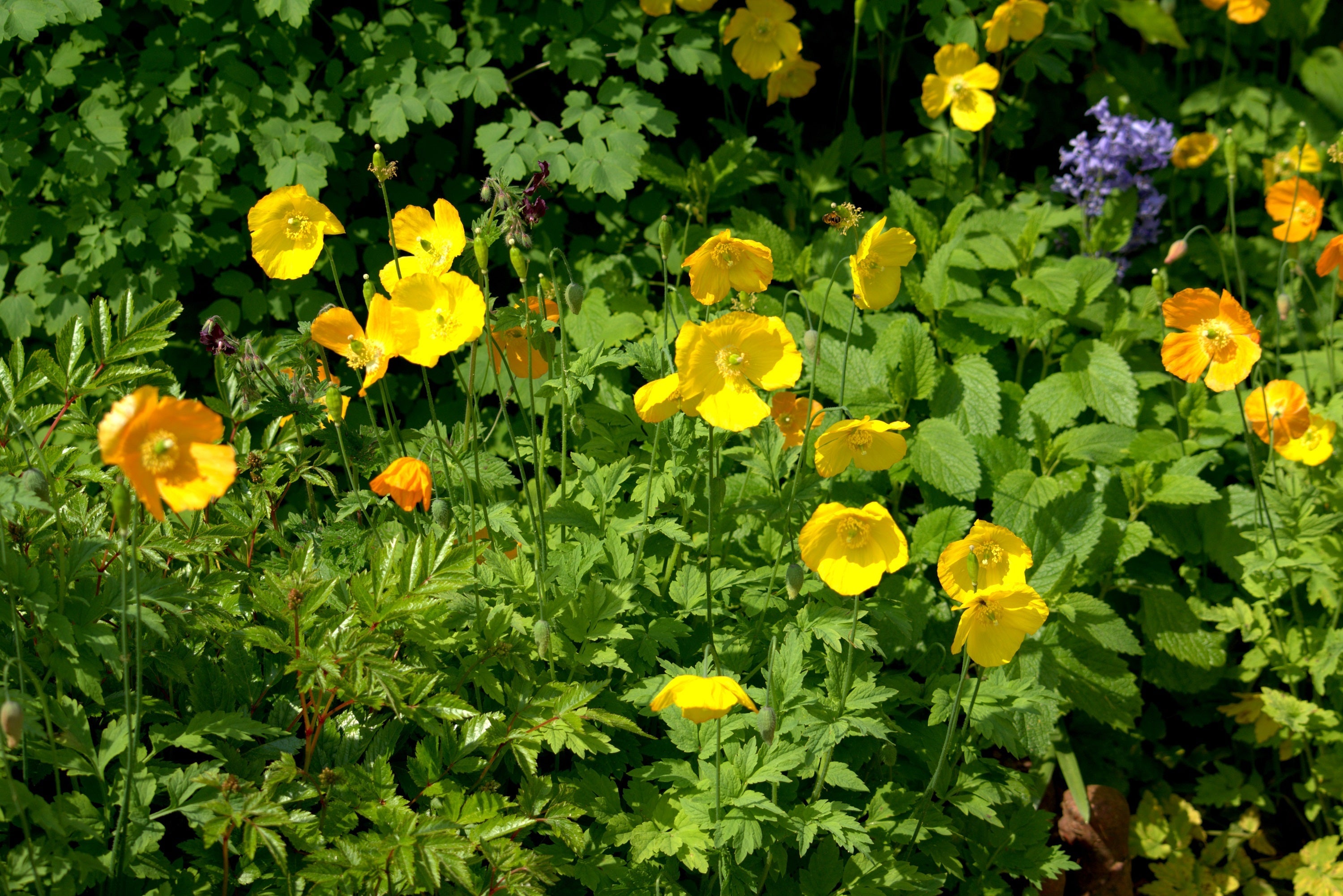 20 Yellow WELSH POPPY Meconopsis Papaver Cambricum Perennial Shade Flower Seeds