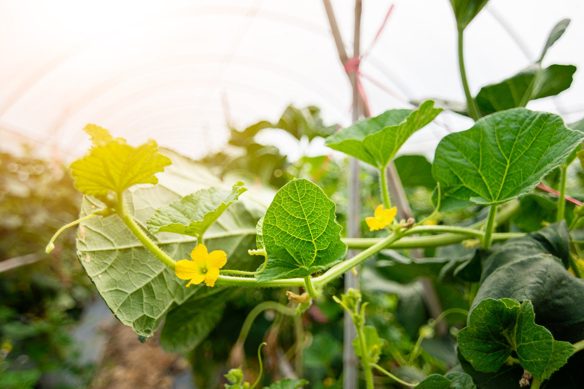 15 TIGGER / TIGER MELON Edible Muskmelon & Ornamental Vine Cucumis Melo Seeds