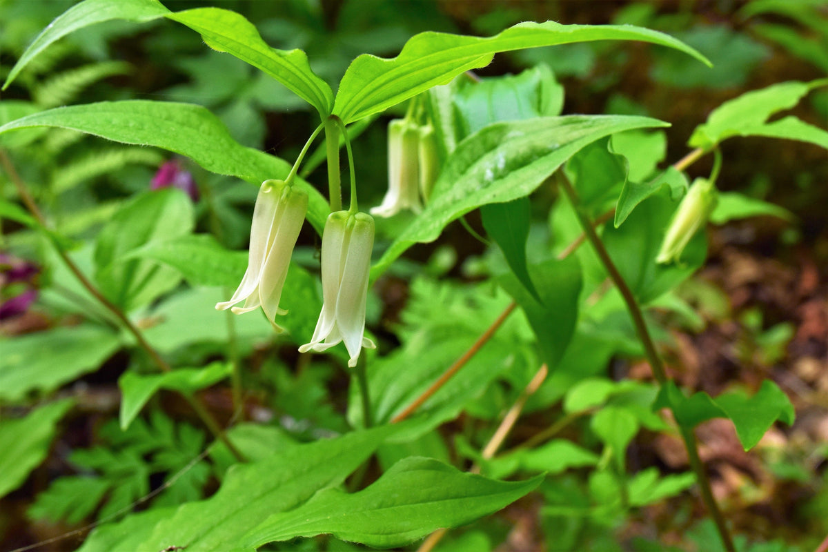 10 HOOKERS FAIRYBELLS Drops of Gold Prosartes Disporum Hookeri Native Flower Seeds