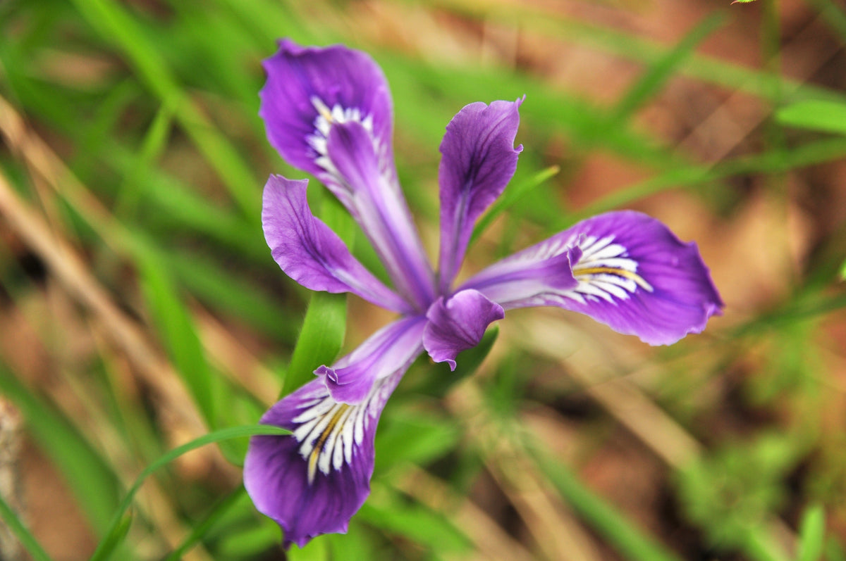 20 Blue & Purple OREGON IRIS ( Tough-Leaf Iris ) Iris Tenax Flower Seeds