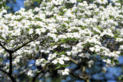 10 American WHITE FLOWERING DOGWOOD Small Tree Cornus Florida Seeds