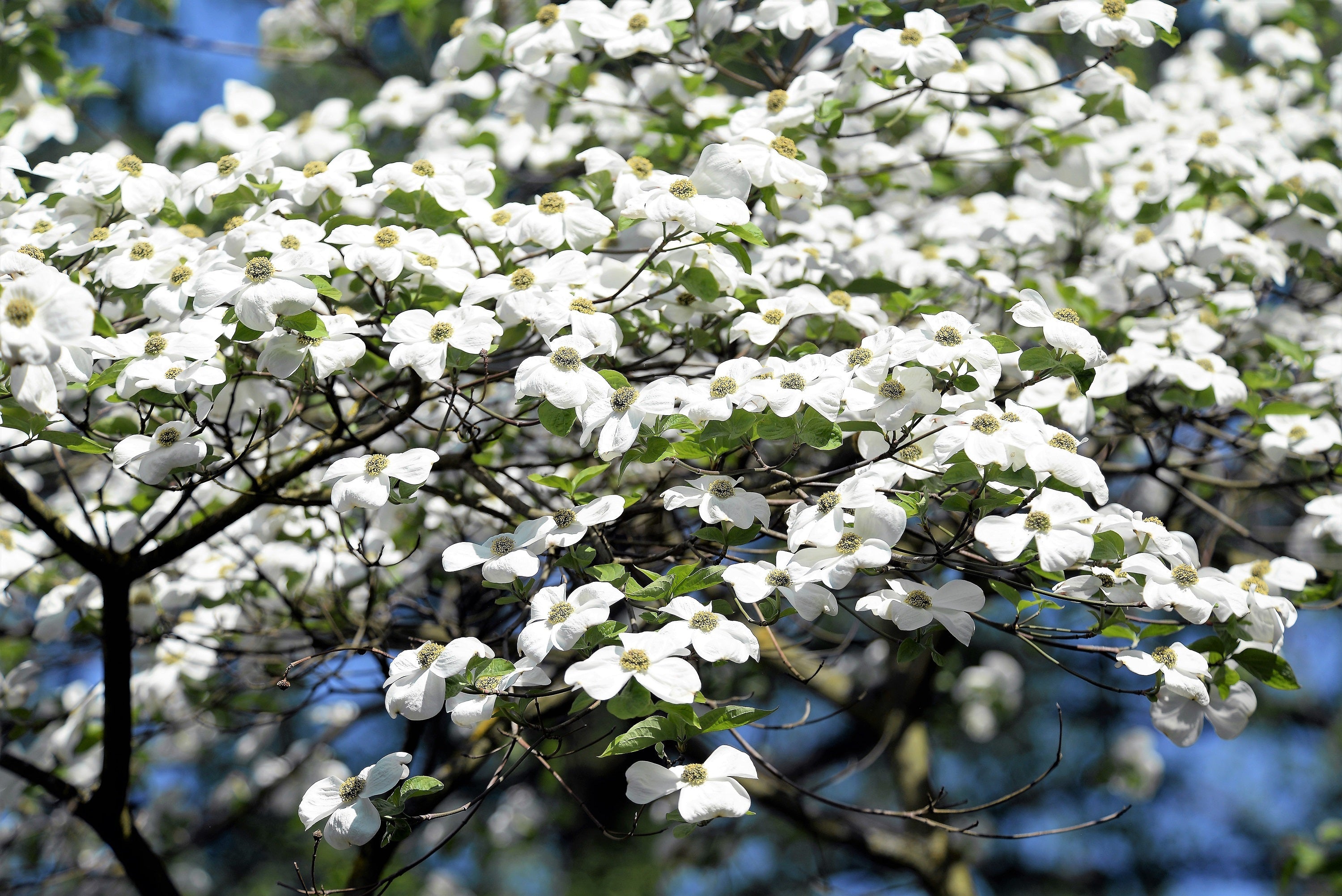 10 American WHITE FLOWERING DOGWOOD Small Tree Cornus Florida Seeds