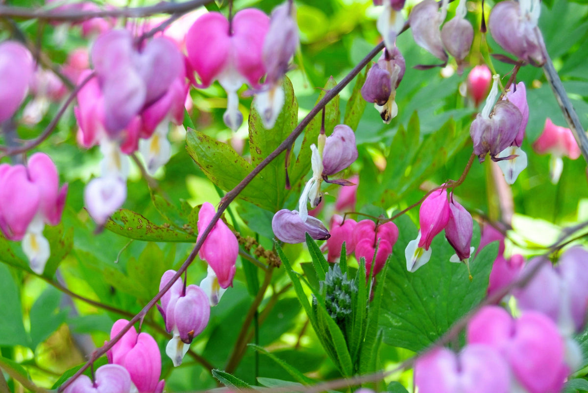 10 Pink FRINGED Fern Leaf BLEEDING HEART Dicentra Eximia Fernleaf Sun or Shade Flower Seeds