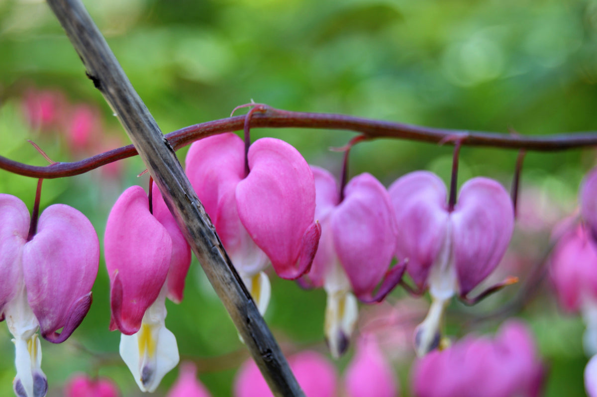 10 Pink FRINGED Fern Leaf BLEEDING HEART Dicentra Eximia Fernleaf Sun or Shade Flower Seeds