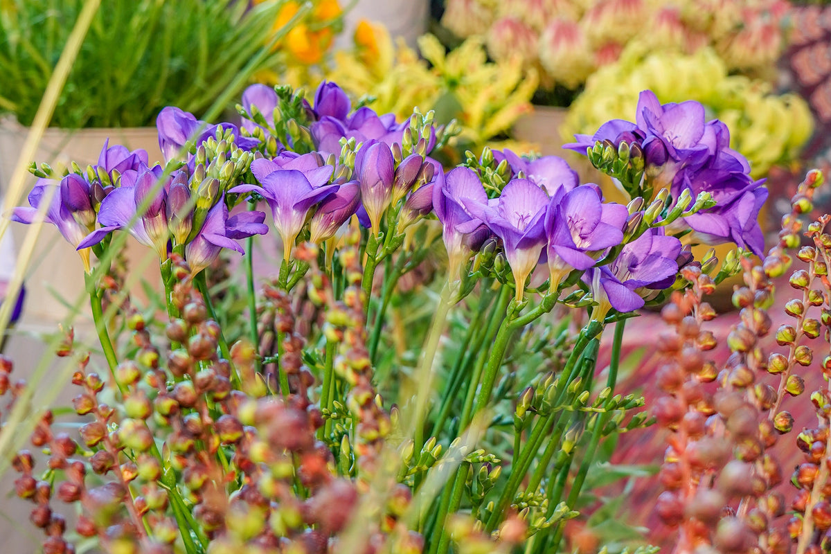 5 ROYAL CHAMPION Mix FREESIA Mixed Colors Pink Blue Purple Yellow Red Orange Flower Seeds