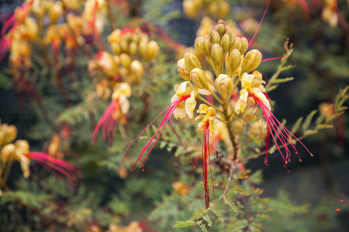 5 DESERT BIRD OF PARADISE Shrub Caesalpinia Gilliesii Poinciana Red & Yellow Flower Seeds