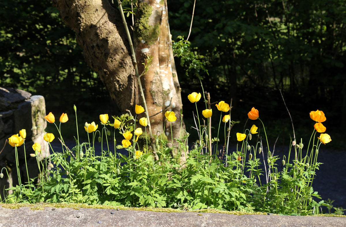 20 Yellow WELSH POPPY Meconopsis Papaver Cambricum Perennial Shade Flower Seeds