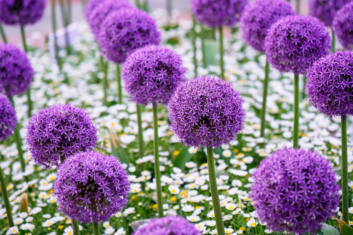 25 GIANT ALLIUM Allium Giganteum Purple Globe Flower Seeds