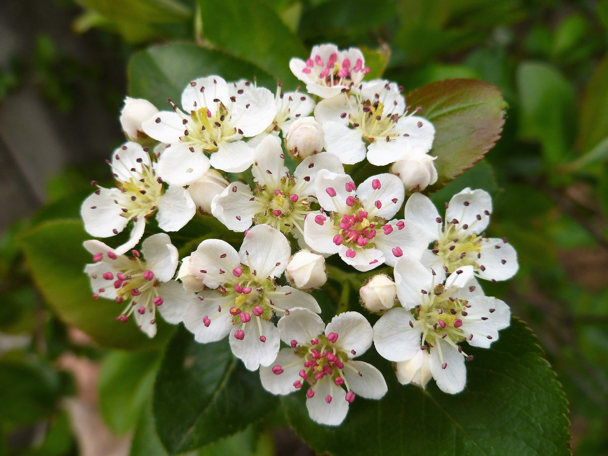 50 BLACK CHOKEBERRY Aronia Melanocarpa White Flower Fruit Shrub Seeds