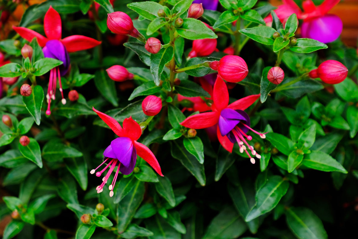 20 HARDY FUCHSIA Magellanica Pink Purple Hummingbird Flower Shrub Seeds