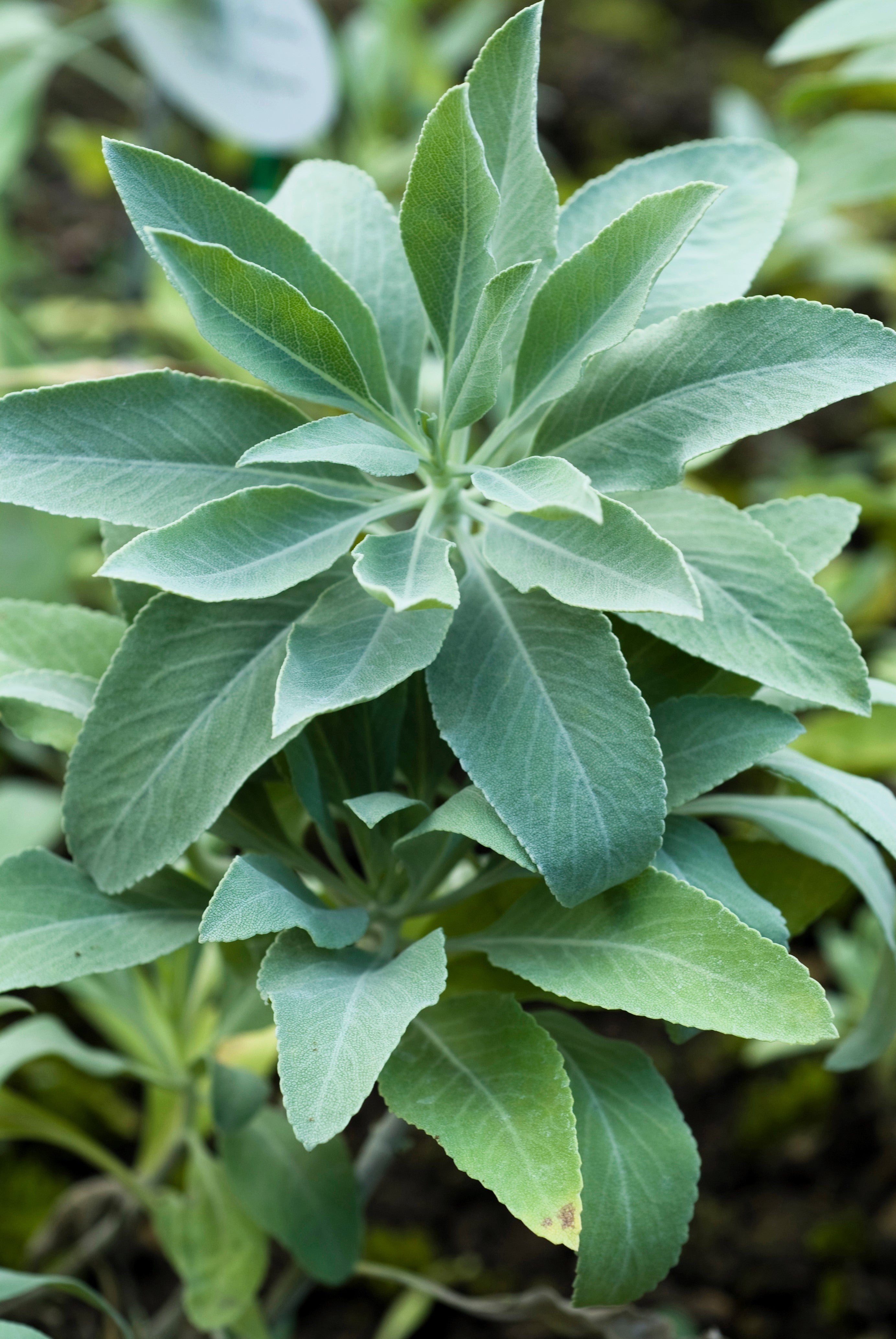 75 Sacred California WHITE SAGE Salvia Apiana Shrub Silver Folliage Native Smudge Seeds