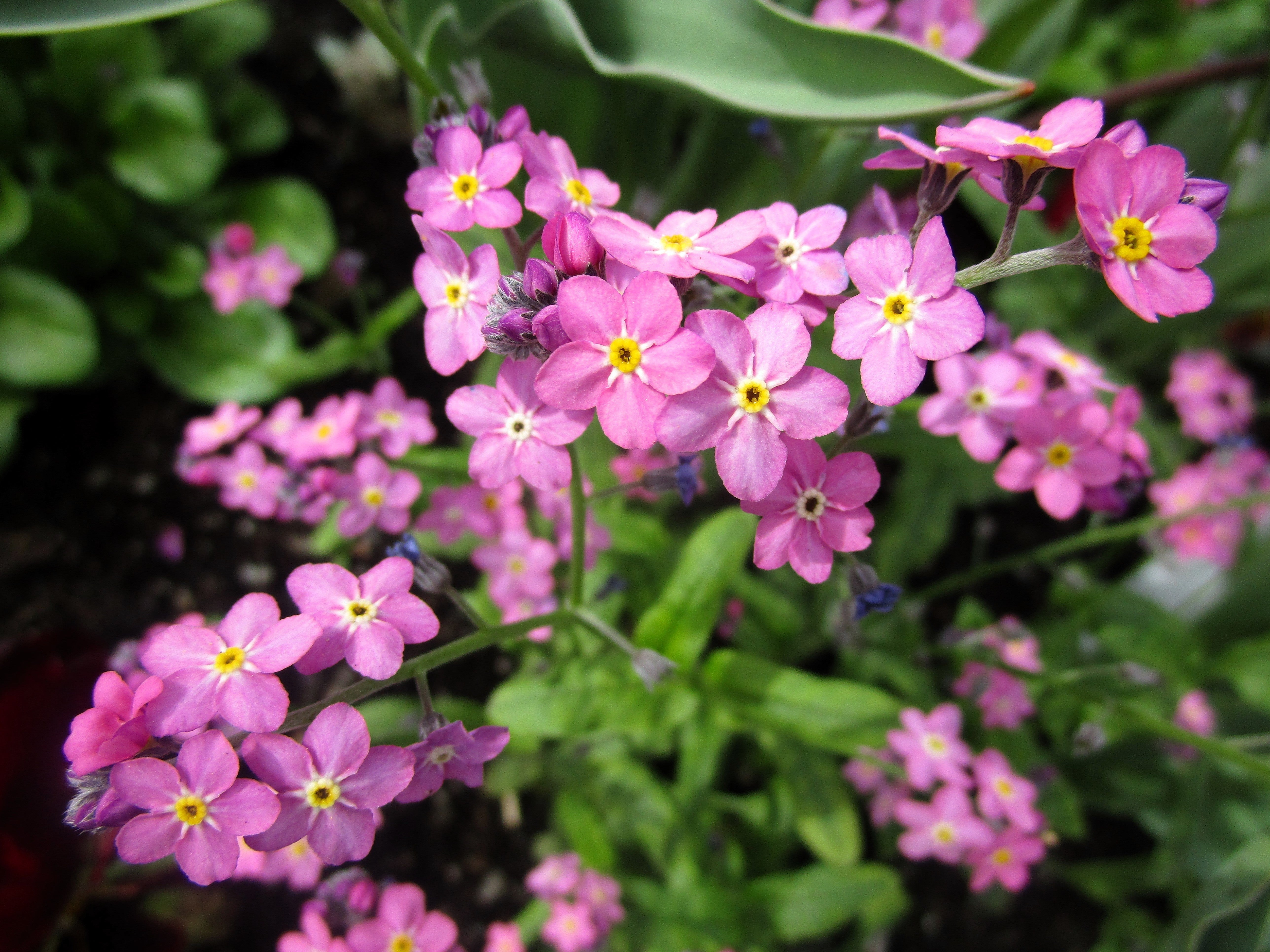 100 Mixed FORGET ME NOT Pink Blue White Mix Myosotis Alpestris Flower Seeds *Flat Shipping