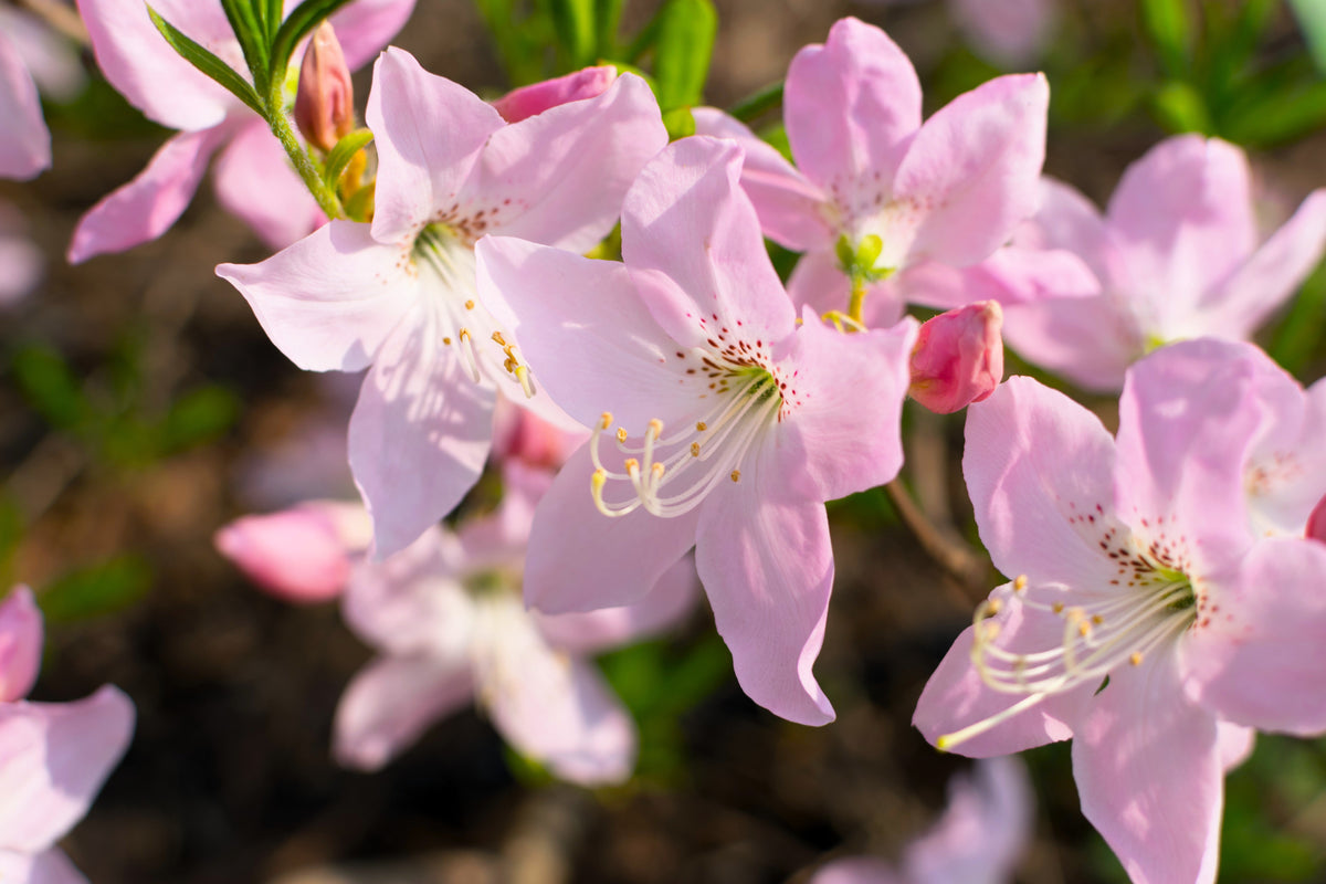 50 PINK ROYAL AZALEA Rhododendron Schlippenbachii Bush Shrub Flower Seeds