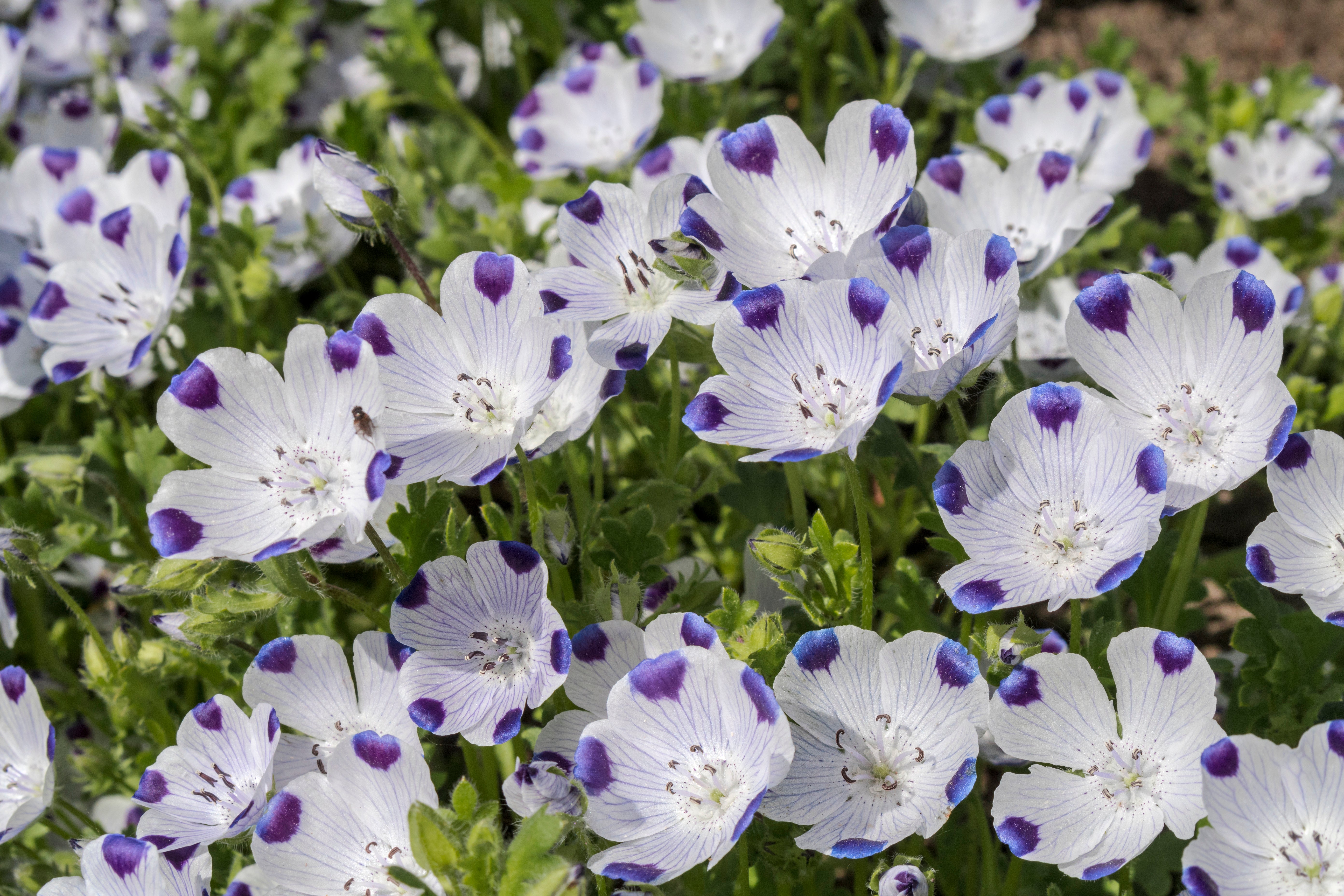 750 FIVE SPOT Nemophila Maculata White & Purple Flower Seeds