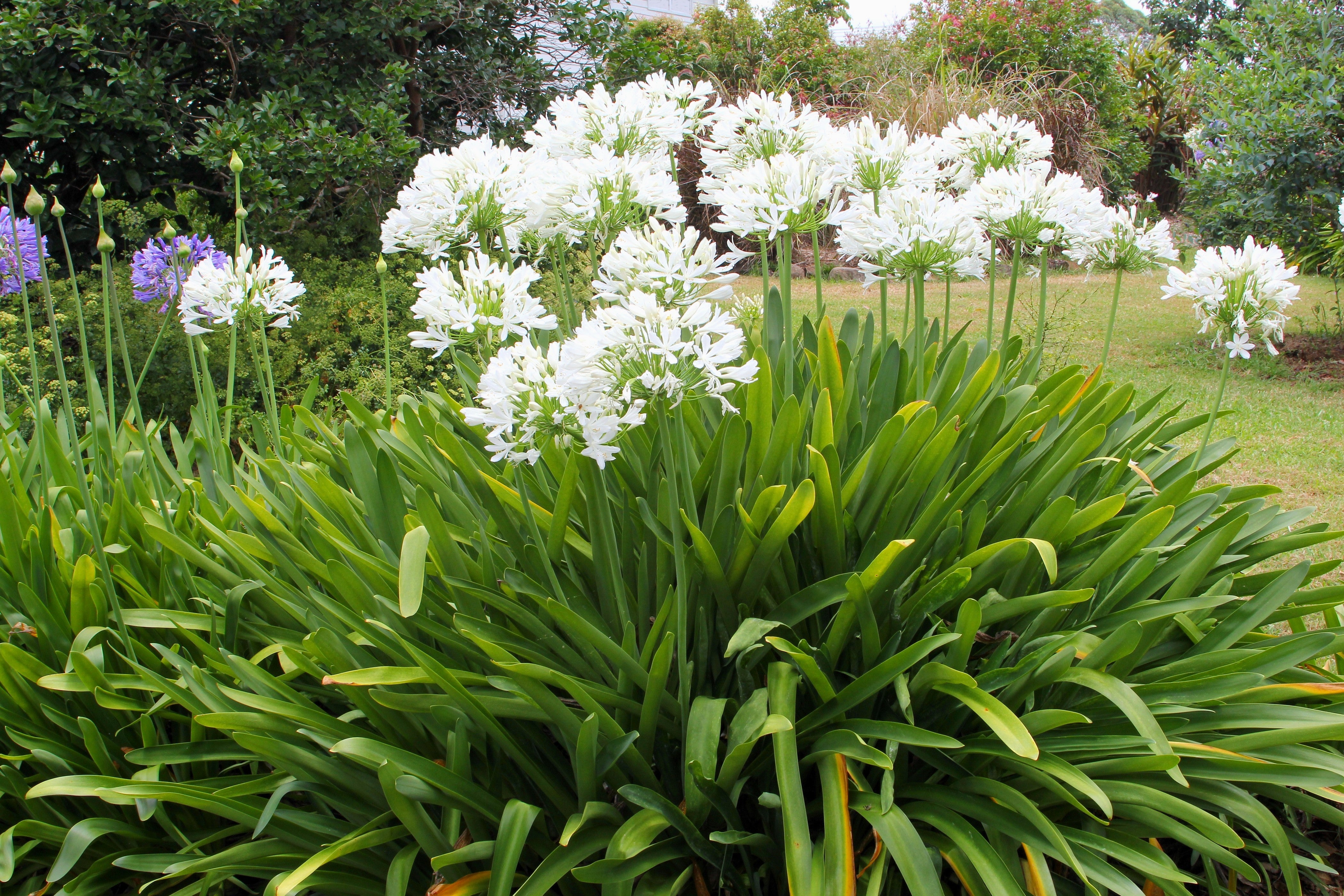 25 WHITE LILY of the NILE Agapanthus Orientalis African Lily Flower Seeds
