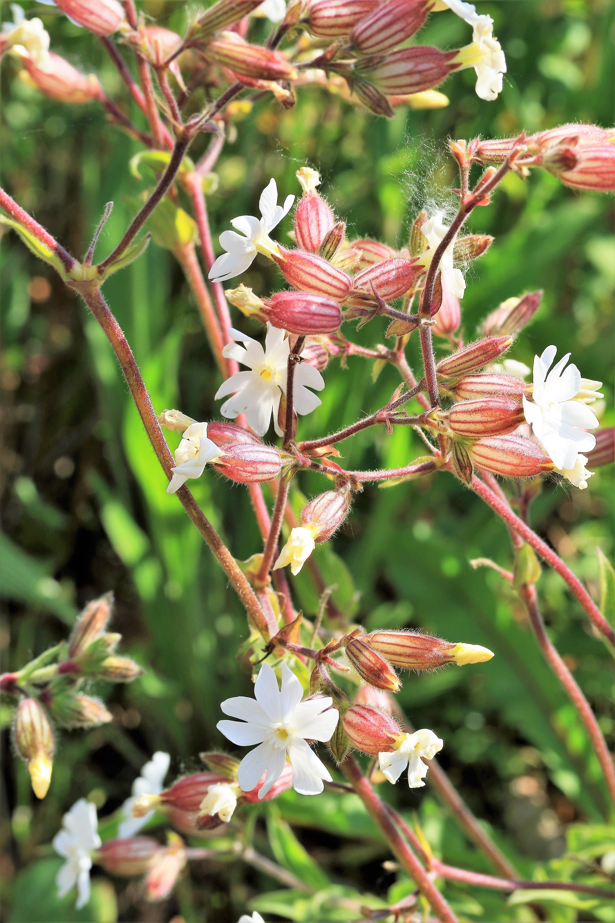 100 MAIDENSTEARS Silene Vulgaris aka Bladder Campion Maidens Tears Pink & White Flower Seeds