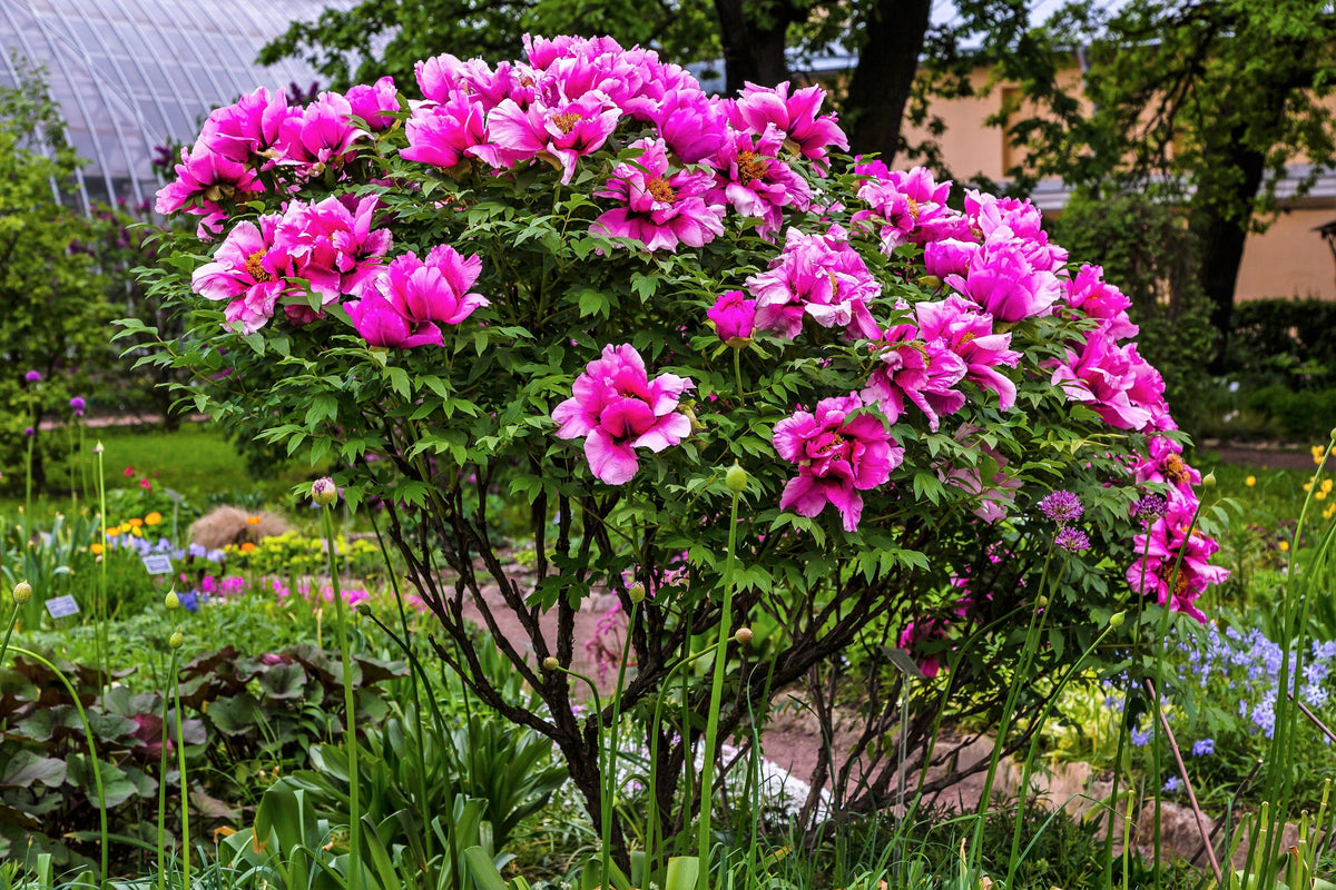 10 TREE PEONY Mountain Paeony Paeonia Suffruticosa Arborea Mixed Colors Red Pink White Purple Yellow Bicolor Flower Shrub Seeds