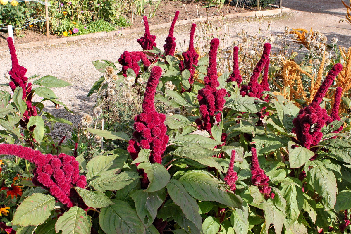 100 Organic ELEPHANT HEAD AMARANTHUS Amaranthus Gangeticus Burgundy Red Flower Seeds