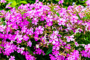 1000 TALL CATCHFLY (Campion / None So Pretty) Silene Armeria Pink Flower Seeds