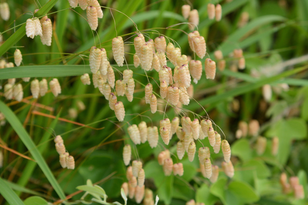 100 QUAKING GRASS (Rattlesnake Grass) Briza Maxima Seeds