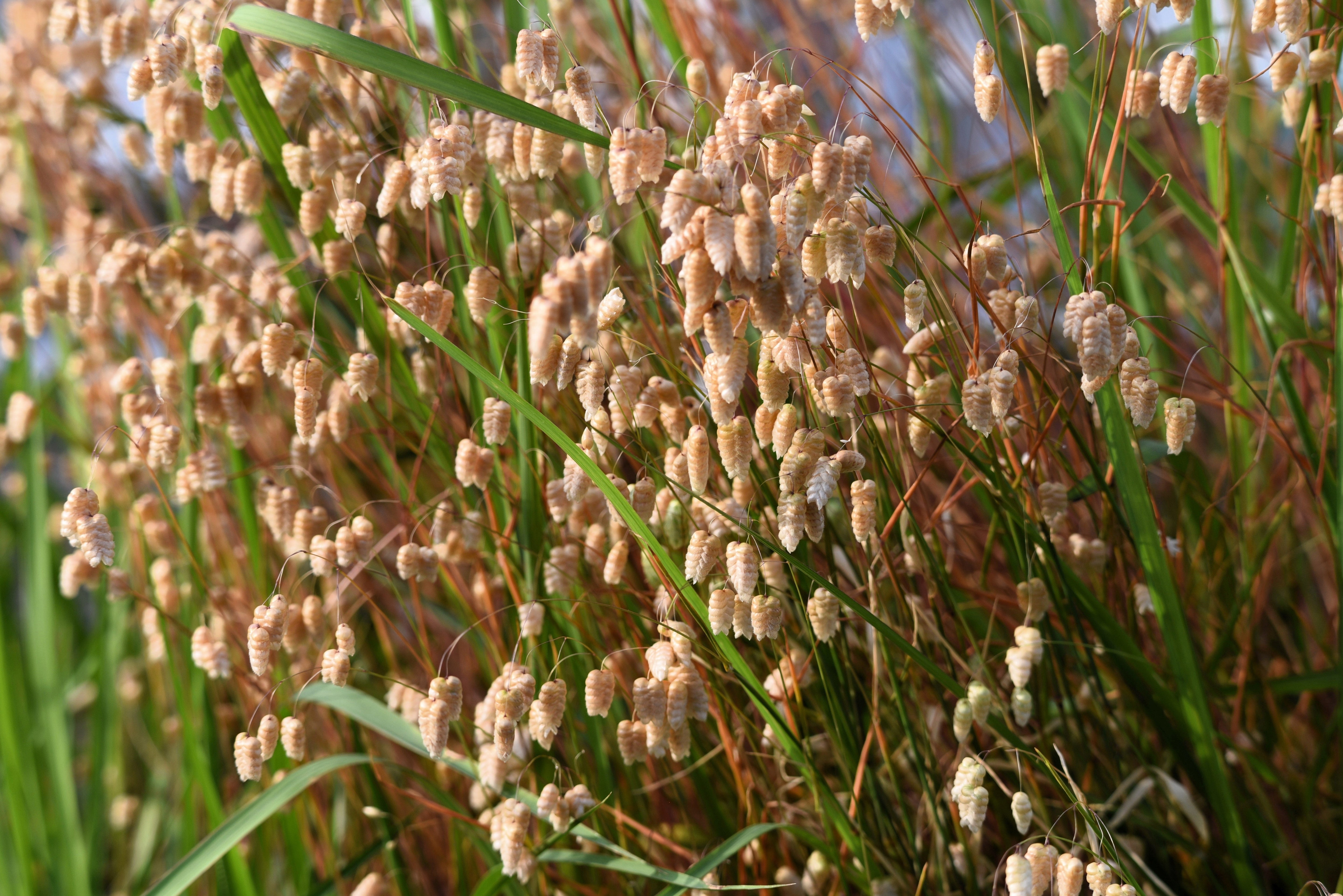 100 QUAKING GRASS (Rattlesnake Grass) Briza Maxima Seeds