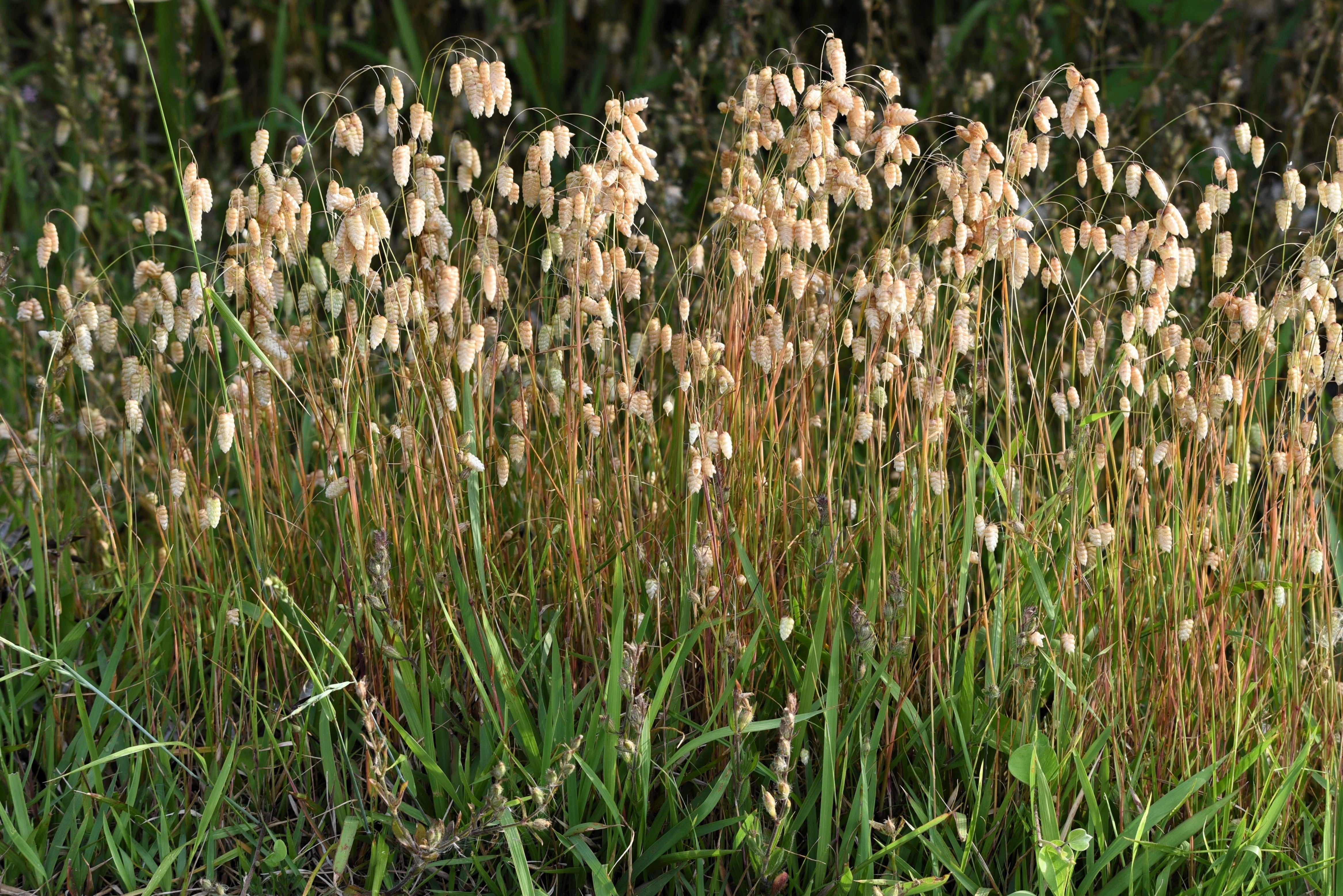 100 QUAKING GRASS (Rattlesnake Grass) Briza Maxima Seeds