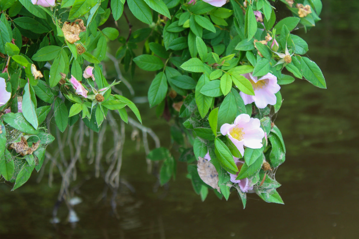25 PINK SWAMP ROSE Rosa Palustris Flower Shrub Bush ( Average - Wet Soil ) Seeds