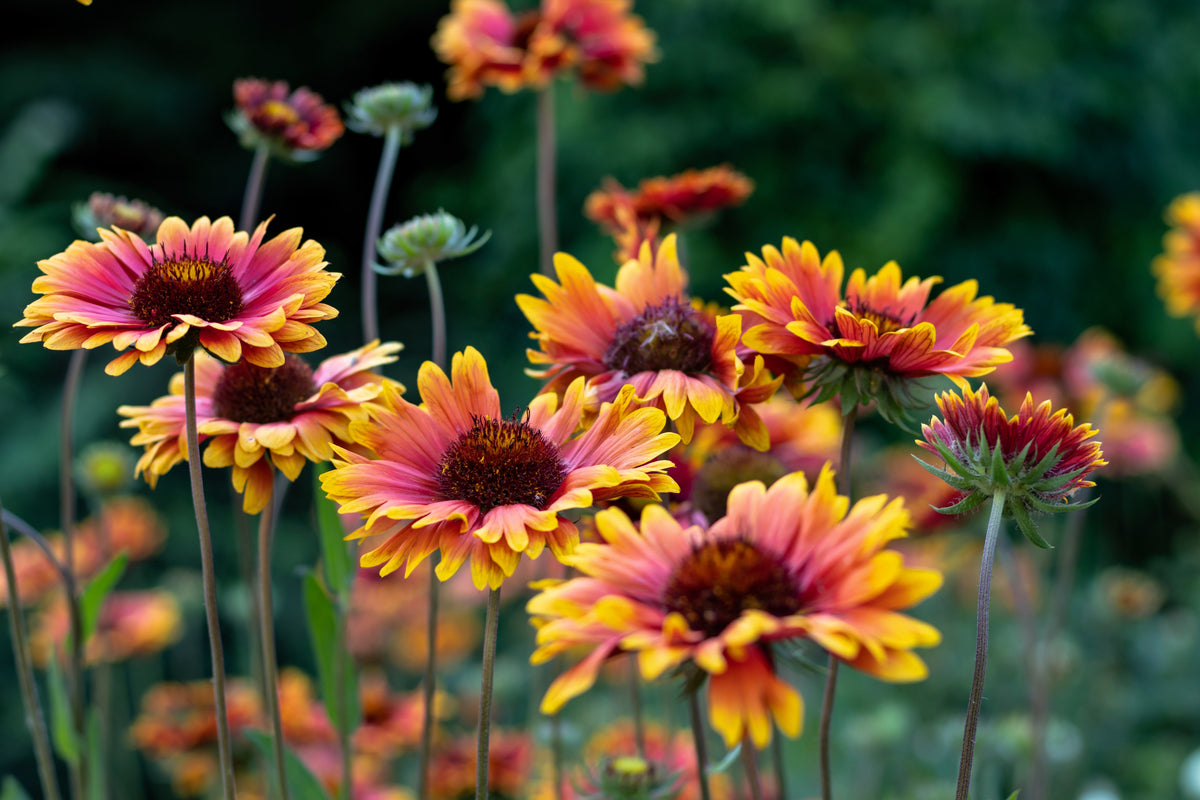 100 ARIZONA SUN GAILLARDIA Pulchella Indian Blanket Flower Seeds