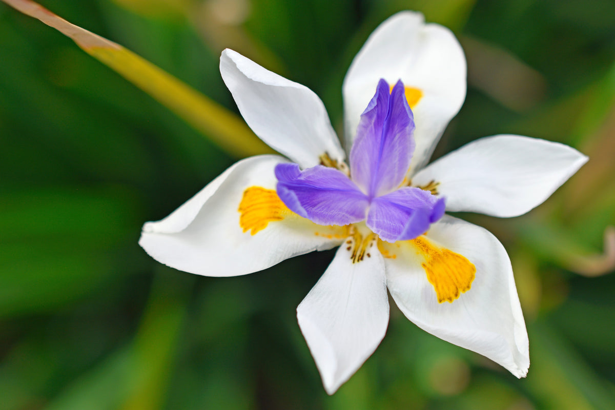 25 WHITE AFRICAN IRIS Fortnight Lily Dietes Iridioides Vegeta aka Cape or Butterfly Iris Yellow Purple Flower Seeds
