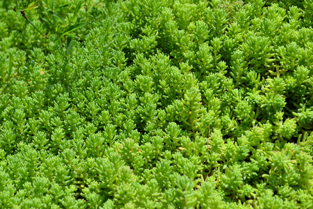 200 GOLDEN CARPET SEDUM Acre Gold Moss Stonecrop Flower Seeds