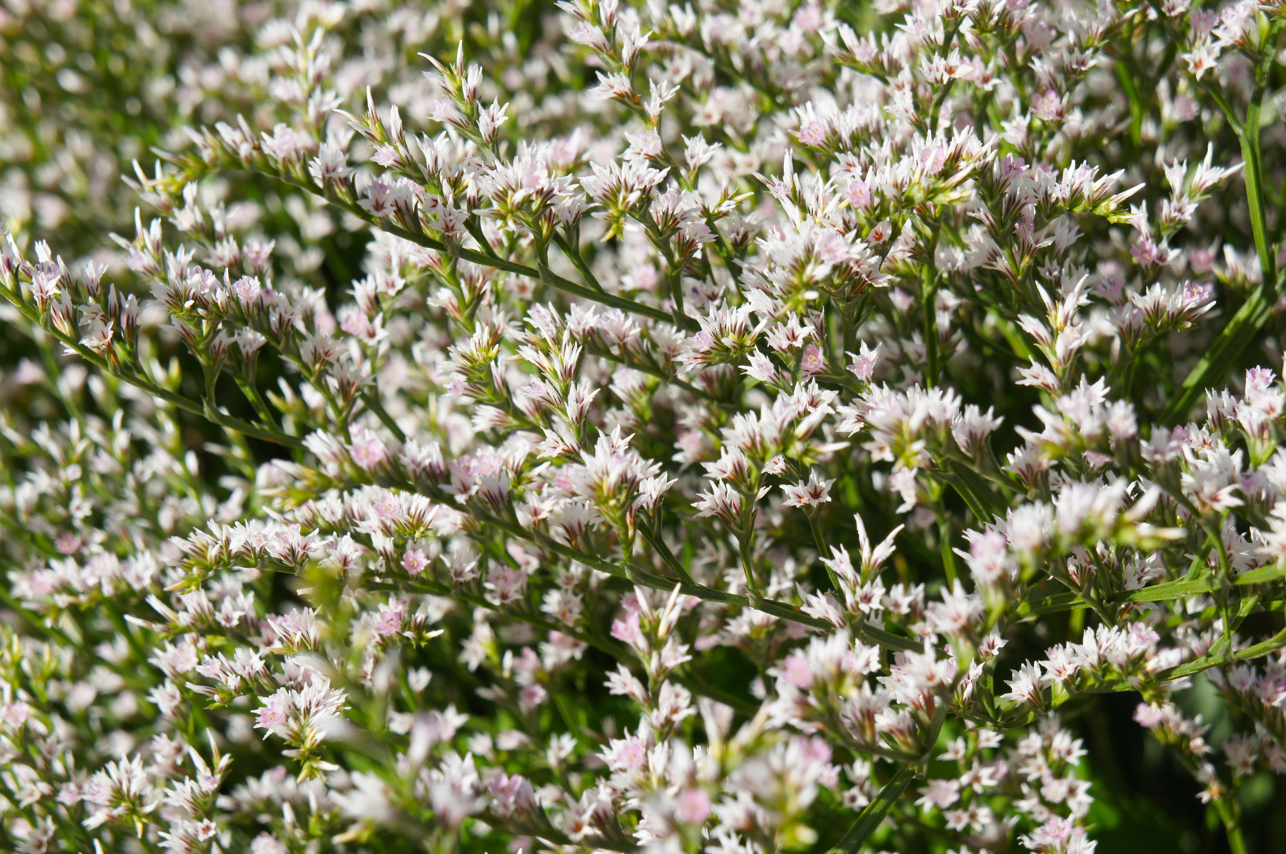 30 GERMAN STATICE White Sea Lavender Goniolimon Tataricum Limonium Flower Seeds