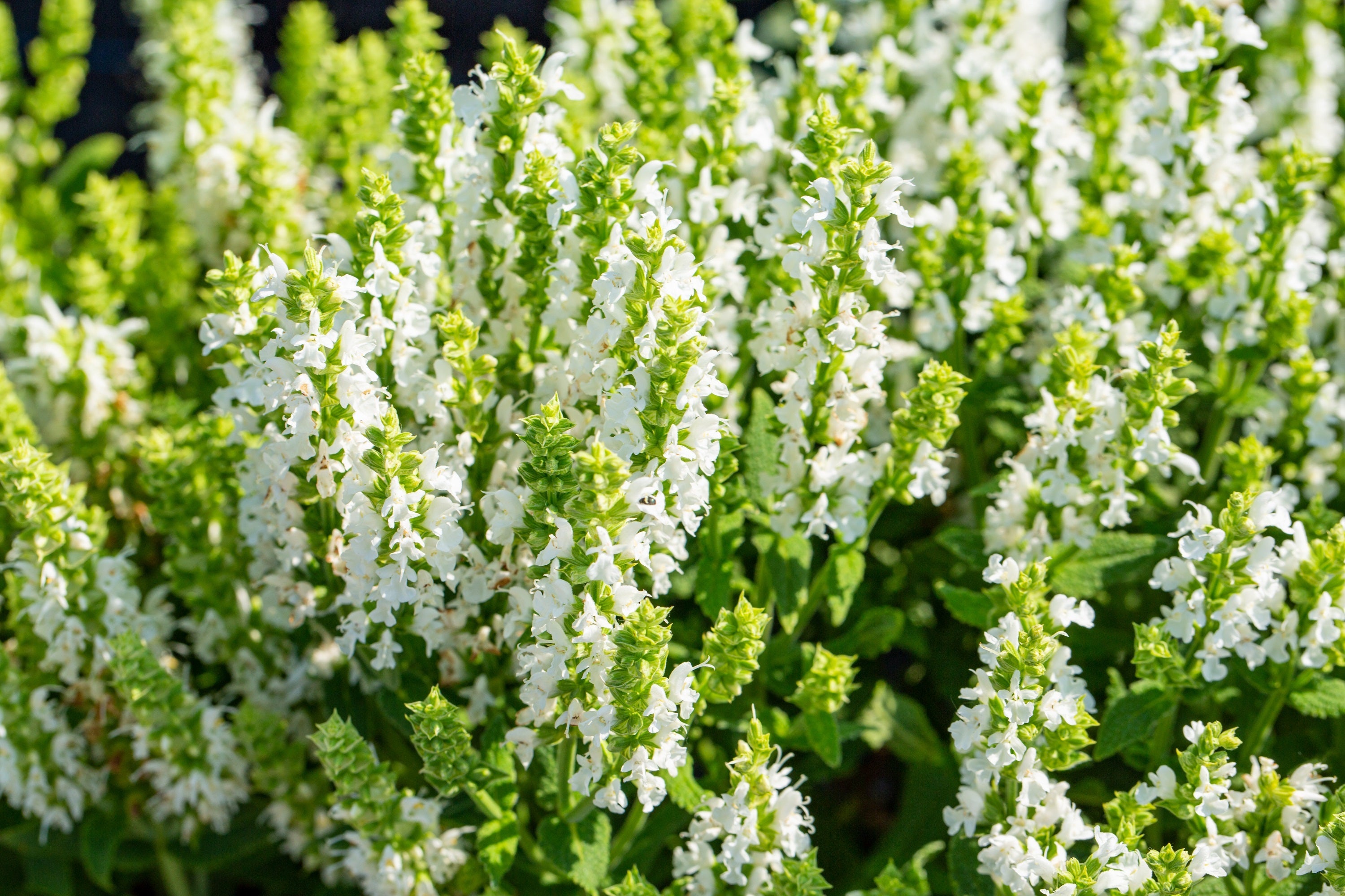 75 Sacred California WHITE SAGE Salvia Apiana Shrub Silver Folliage Native Smudge Seeds