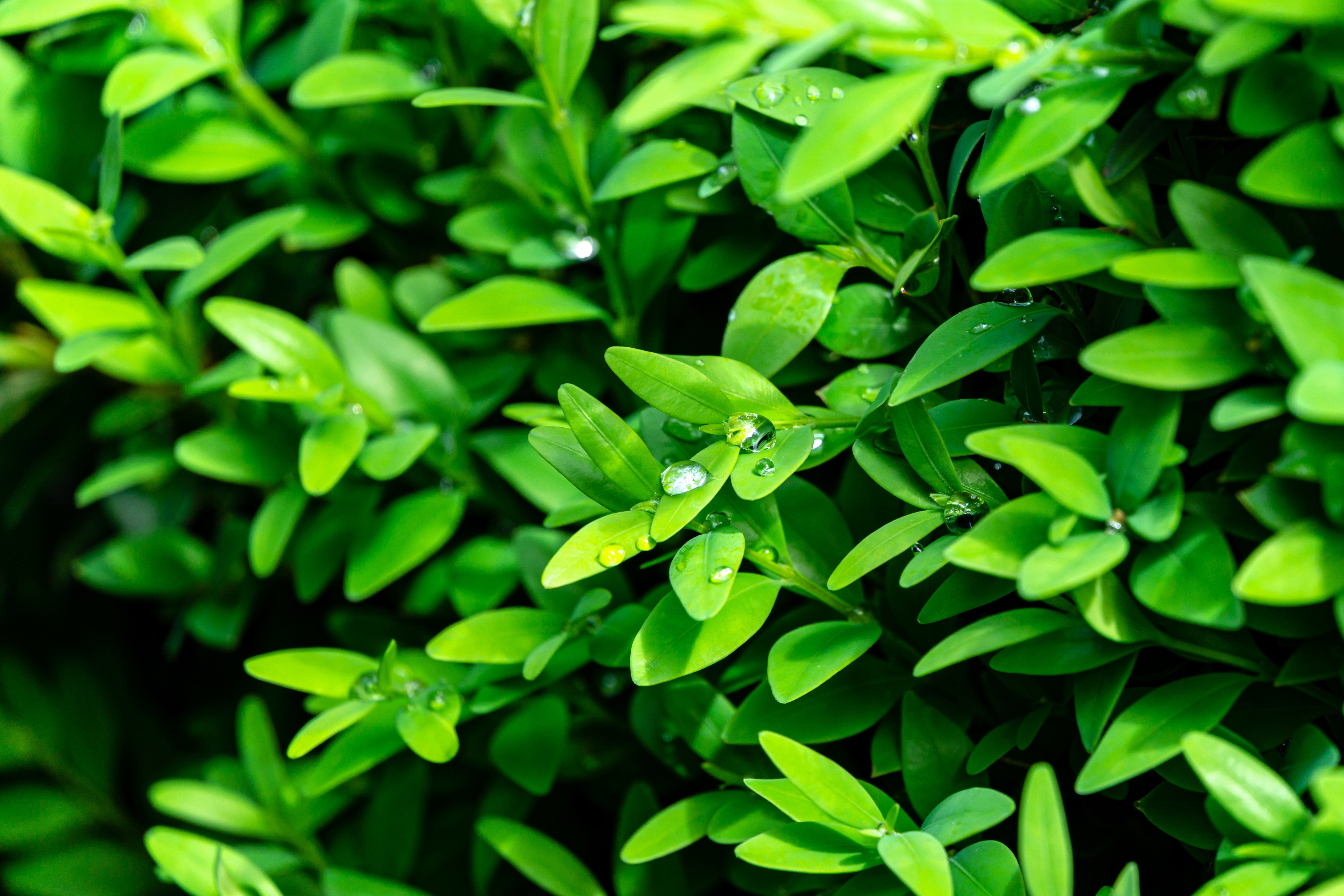 30 AMERICAN BOXWOOD Common Buxus Sempervirens European Box Shrub Seeds
