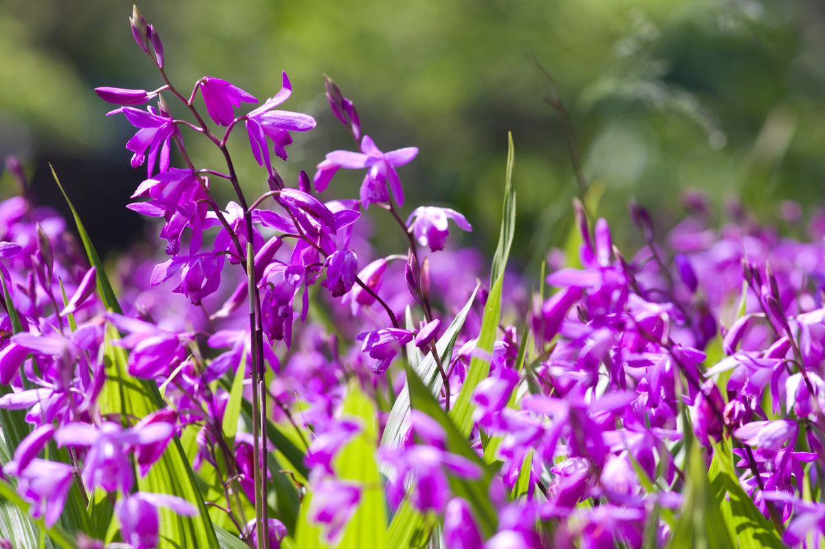 50 Hardy CHINESE GROUND ORCHID Bletilla Striata Purple Flower Seeds