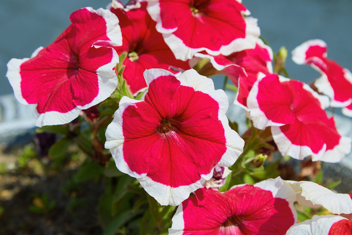 50 PICOTEE MIX PETUNIA Multiflora Mixed Colors Bicolor White Blue Purple Pink Red Flower Seeds