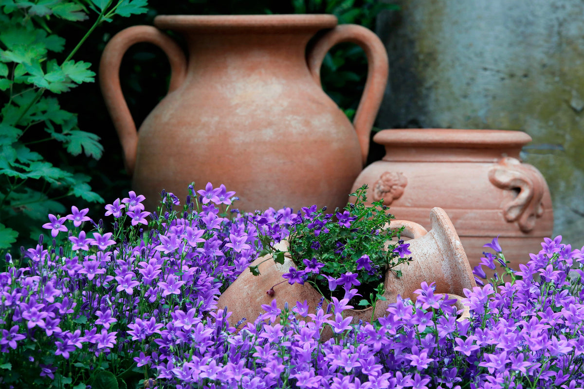 1000 TUSSOCK BELLFLOWER (Carpathian Bellflower) Campanula Carpatica Flower Seeds