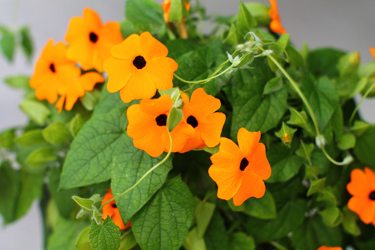 30 BLACK Eyed SUSAN VINE Thunbergia Alata Orange Yellow Black Flower Seeds