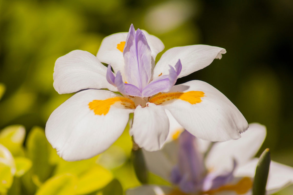 25 WHITE AFRICAN IRIS Fortnight Lily Dietes Iridioides Vegeta aka Cape or Butterfly Iris Yellow Purple Flower Seeds