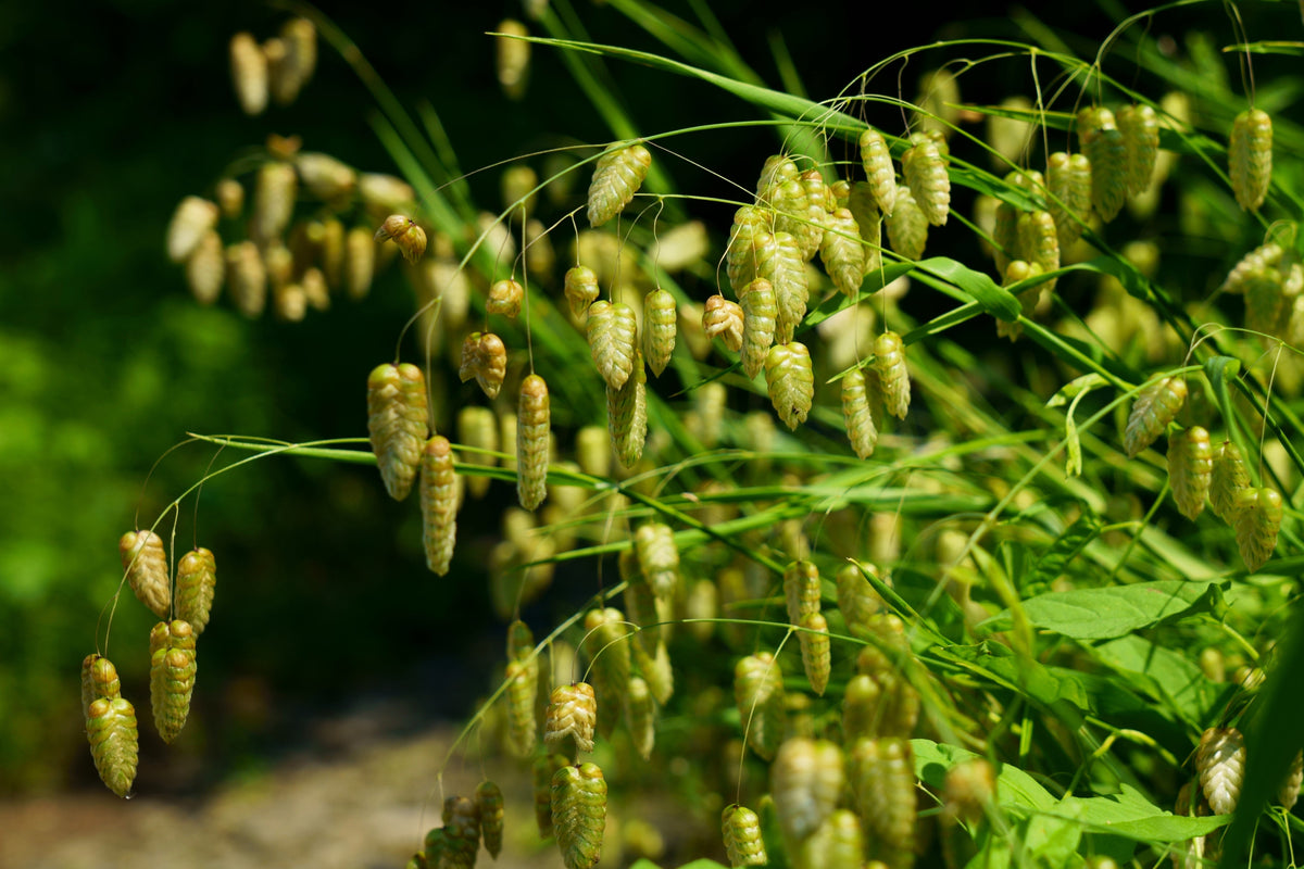100 QUAKING GRASS (Rattlesnake Grass) Briza Maxima Seeds