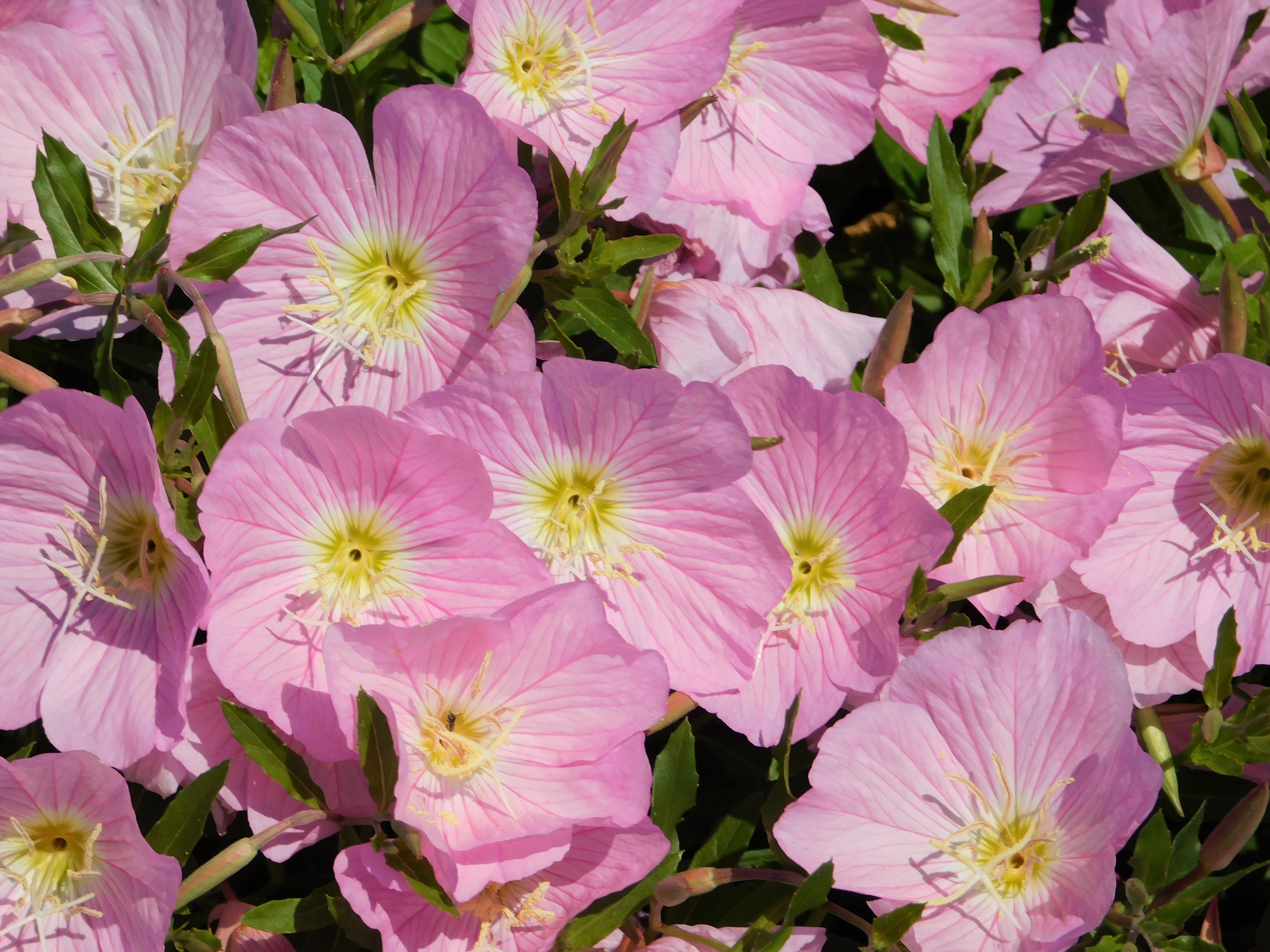 1000 Showy PINK EVENING PRIMROSE (Pink Ladies / Mexican Evening) Oenothera Speciosa Flower Seeds