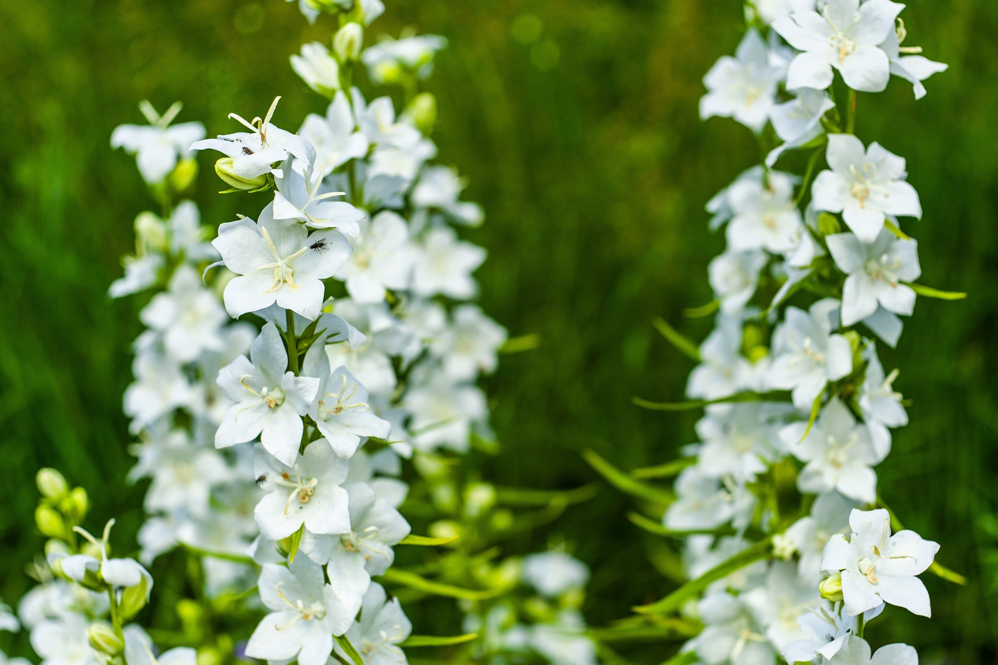 500 White PEACH LEAVED BELLFLOWER Campanula Persicifolia Flower Seeds